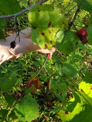 Crataegus coccinioides