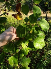 Crataegus coccinioides