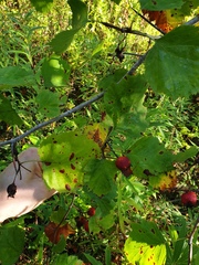 Crataegus coccinioides