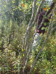 Crataegus coccinioides