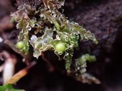 Fossombronia longiseta