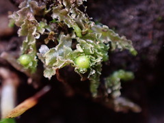 Fossombronia longiseta