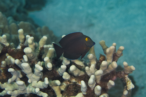 Bristletoothed surgeonfish (Ctenochaetus strigosus) — Acanthuridae — 5