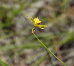 Tricoryne muricata
