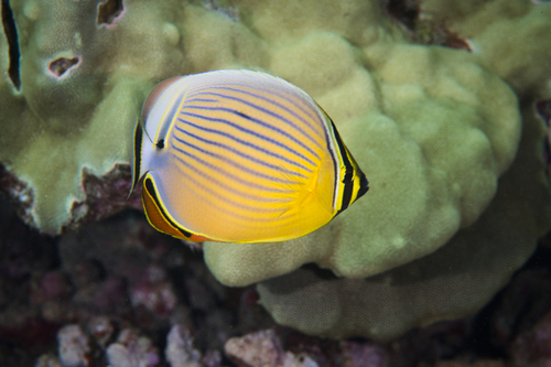Redfin Butterflyfish, photo 7 of 7