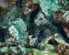 Plectroglyphidodon marginatus