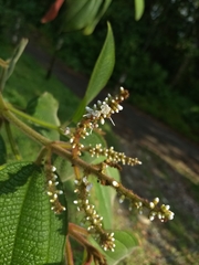 Miconia aeruginosa