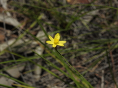 Tricoryne muricata