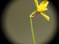 Tricoryne muricata
