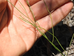 Tricoryne muricata