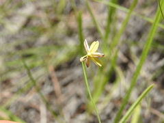 Tricoryne muricata