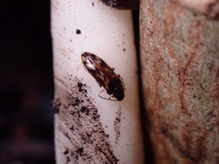 Prothalpia holmbergi