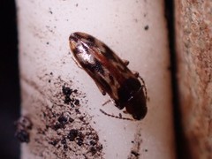Prothalpia holmbergi