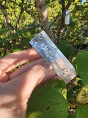 Crataegus brainerdii