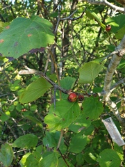 Crataegus brainerdii