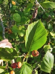 Crataegus brainerdii