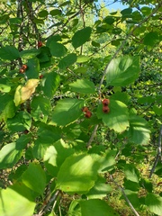 Crataegus brainerdii