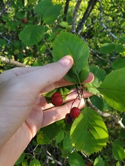 Crataegus brainerdii