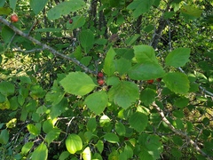 Crataegus brainerdii