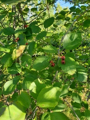 Crataegus brainerdii