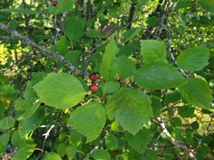 Crataegus brainerdii