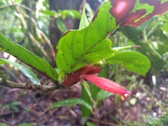 Columnea dimidiata