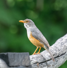 Turdus tephronotus