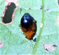 Nisotra bicolorata