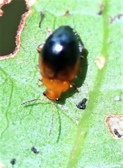 Nisotra bicolorata