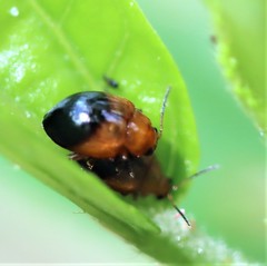 Nisotra bicolorata