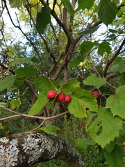 Crataegus coccinioides