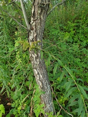 Crataegus coccinioides