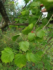 Crataegus coccinioides