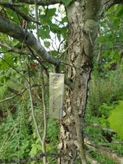 Crataegus coccinioides