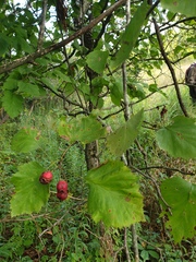 Crataegus coccinioides