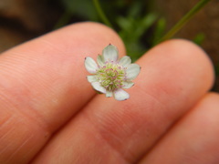 Alepidea delicatula