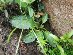 Alepidea delicatula