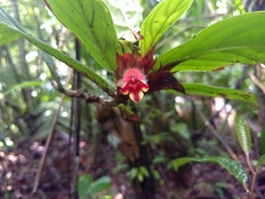 Columnea dimidiata