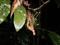 Phricta zwicka