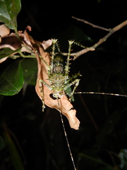 Phricta zwicka