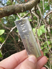 Crataegus brainerdii