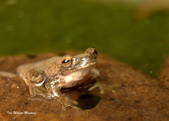 Ptychohyla euthysanota