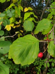 Crataegus brainerdii