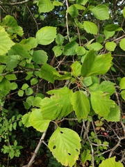 Crataegus brainerdii