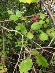 Crataegus brainerdii