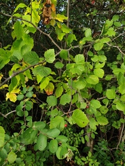 Crataegus brainerdii