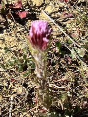 Castilleja exserta