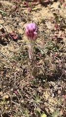 Castilleja exserta