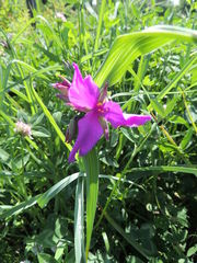 Tradescantia × andersoniana