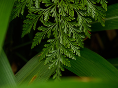 Davallia fejeensis